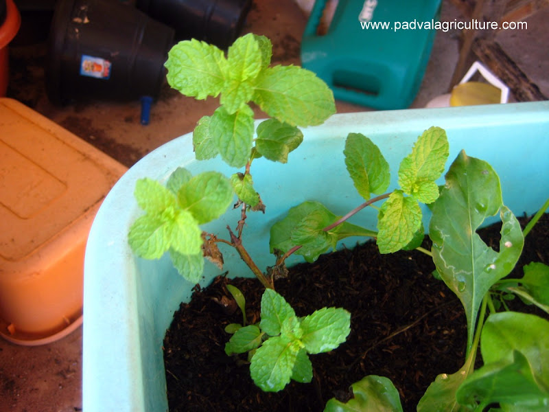 PADVAL AGRICULTURE AND FARM ENTERPRISES Growing Mint Leaves, Mentha